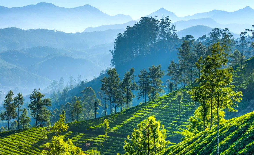 Nilgiri forest reserve India