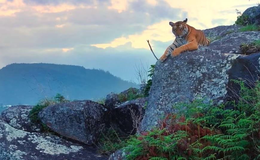 Nilgiri Tiger