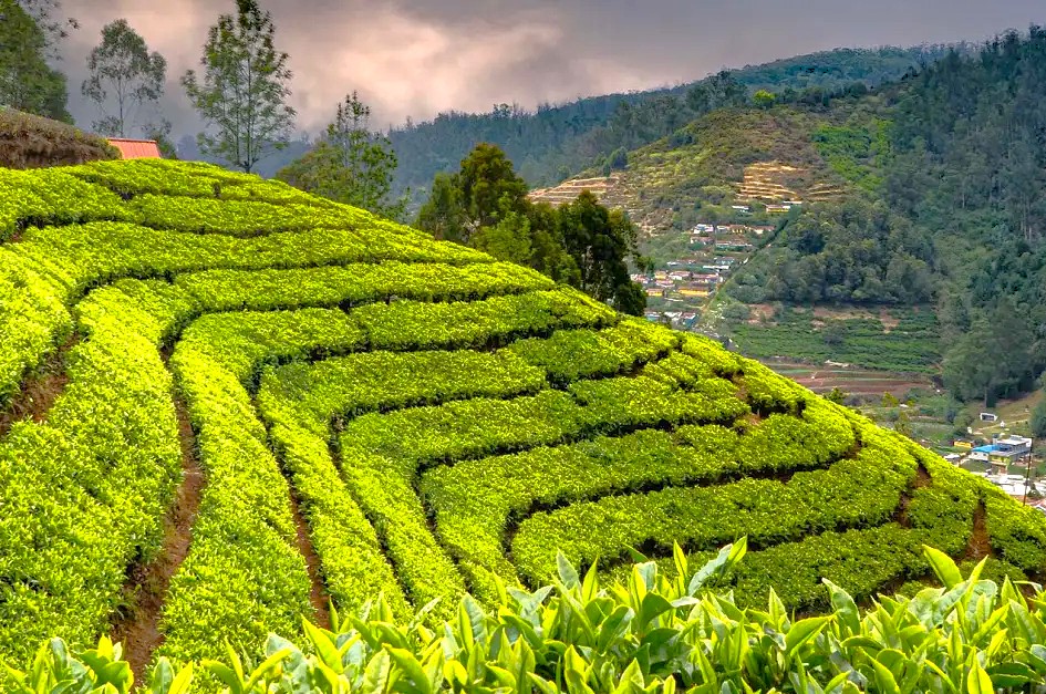 Vibrant terraced tea plantation on lush hills near Ooty, Tamil Nadu in southern India displays winding green rows, misty mountain backdrop, farming, tranquil scenic beauty.