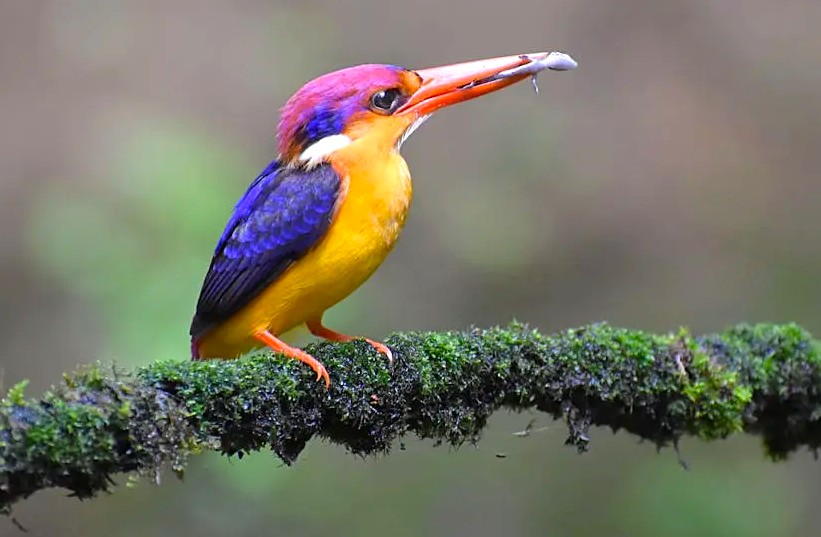 Kingfisher