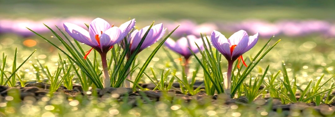 The vibrant Pampore Saffron fields bloom in the Himalayas, a region near the Lidder River Pahalgam and Betaab Valley. This entire area is close to where Kashmir-Srinagar is a Unesco city of arts. The vibrant Pampore Saffron fields bloom in the Himalayas, a region near the Lidder River Pahalgam and Betaab Valley. This entire area is close to where Kashmir-Srinagar is a Unesco city of arts.