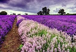 The famous Pampore Saffron fields bloom beautifully in the Himalayas, a stunning region near Betaab Valley and the Lidder River Pahalgam. The fact that Kashmir-Srinagar is a Unesco city of arts highlights the area's cultural value. The famous Pampore Saffron fields bloom beautifully in the Himalayas, a stunning region near Betaab Valley and the Lidder River Pahalgam. The fact that Kashmir-Srinagar is a Unesco city of arts highlights the area's cultural value.