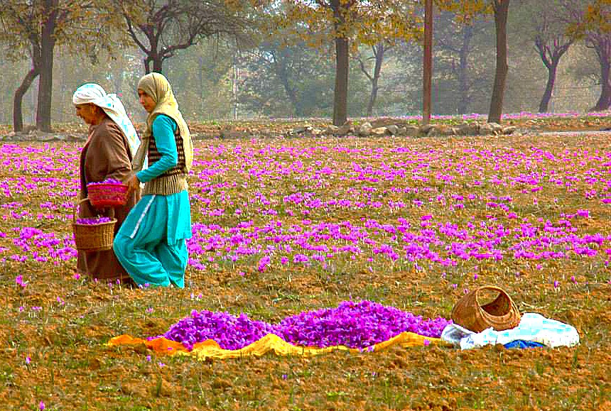 Workers harvest purple crocus flowers in the Pampore Saffron fields, located near Lidder River Pahalgam and near Betaab Valley. This Himalayas region, where Kashmir-Srinagar is a Unesco city of arts, is famed for this precious spice. Workers harvest purple crocus flowers in the Pampore Saffron fields, located near Lidder River Pahalgam and near Betaab Valley. This Himalayas region, where Kashmir-Srinagar is a Unesco city of arts, is famed for this precious spice.