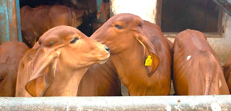 At the Bombay Panjrapole Cow Shelter in India-Mumbai-mahapradesh vibrant compassionate reddish-brown calves rest peacefully amidst rustic barns, showcasing sustainable livestock care, urban agricultural heritage, and community-supported ethical animal welfare practices. At the Bombay Panjrapole Cow Shelter in India-Mumbai-mahapradesh vibrant compassionate reddish-brown calves rest peacefully amidst rustic barns, showcasing sustainable livestock care, urban agricultural heritage, and community-supported ethical animal welfare practices.