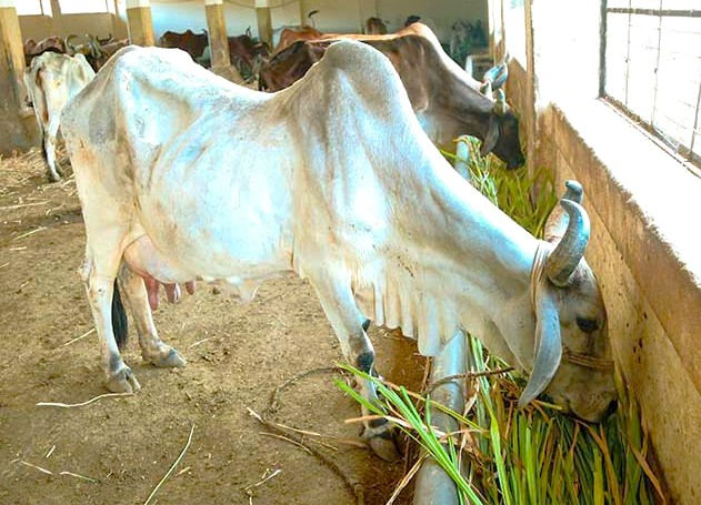At the Bombay Panjrapole Cow Shelter in India-Mumbai-mahapradesh a healthy white zebu cow feeds on fresh green fodder inside a spacious barn alongside a peaceful herd, showcasing livestock care practices. At the Bombay Panjrapole Cow Shelter in India-Mumbai-mahapradesh a healthy white zebu cow feeds on fresh green fodder inside a spacious barn alongside a peaceful herd, showcasing livestock care practices.
