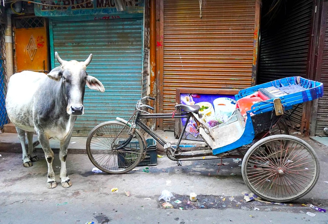 Street scene on Princess Street Kochi in South India’s Kerala showing a sacred cow standing beside a wooden cart rickshaw against closed market shutters, highlighting local urban life and coexistence. Street scene on Princess Street Kochi in South India’s Kerala showing a sacred cow standing beside a wooden cart rickshaw against closed market shutters, highlighting local urban life and coexistence.