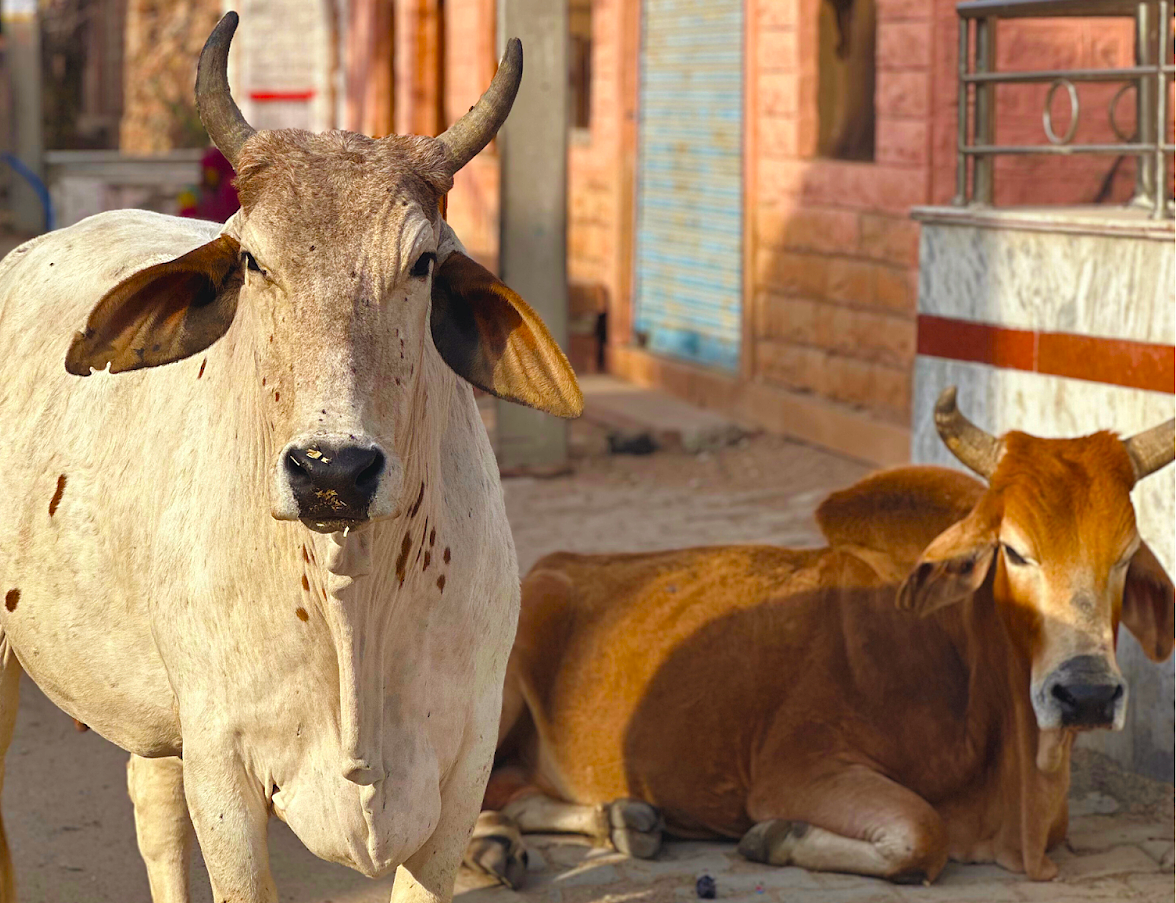 Sacred cows rest on a village street in Aihole, Karnataka, India, home of the Ravana Pralad Cave Temple, located near Badami and the Pattadakal UNESCO site. Sacred cows rest on a village street in Aihole, Karnataka, India, home of the Ravana Pralad Cave Temple, located near Badami and the Pattadakal UNESCO site.
