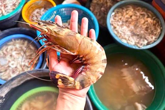 Prawns India