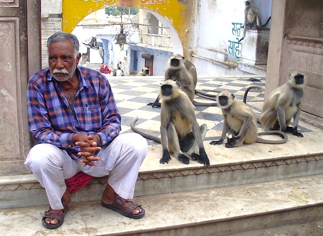 An elderly man sits peacefully among langur monkeys on the Pushkar Ghats steps in Rajasthan, India, between Jaipur and Agra, offering a serene glimpse en route to the Taj Mahal. An elderly man sits peacefully among langur monkeys on the Pushkar Ghats steps in Rajasthan, India, between Jaipur and Agra, offering a serene glimpse en route to the Taj Mahal.
