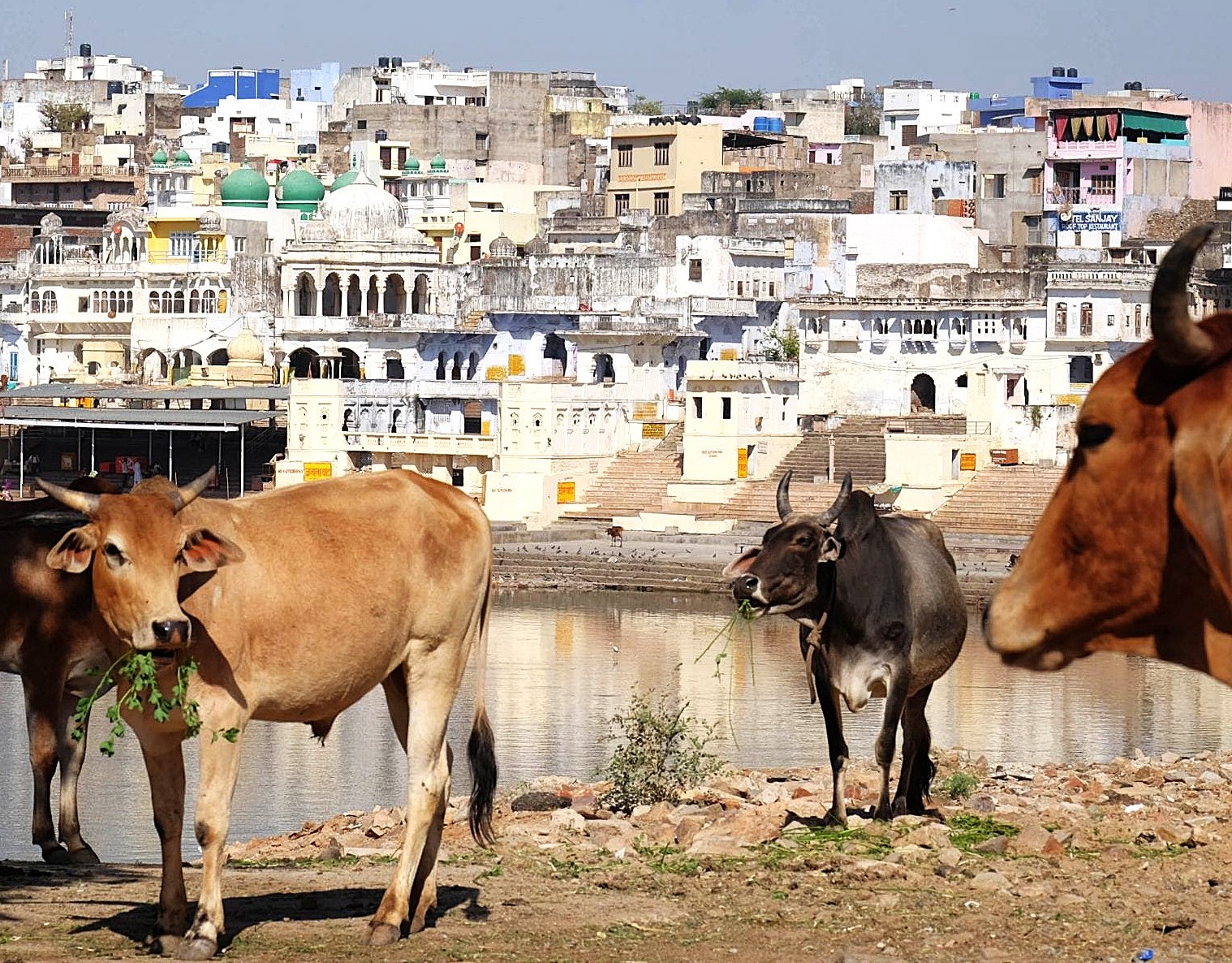 Scenic Pushkar riverside in Rajasthan, India captures grazing cows by the sacred lake shore against temples and urban architecture, situated inbetween Jaipur and Agra on your way to Taj mahal.