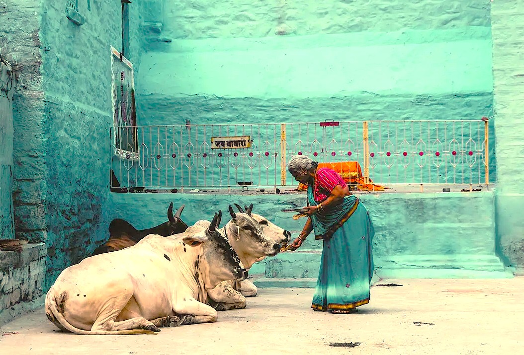 A local woman in a sari feeds a sacred cow in Delhi, India, a glimpse of daily life for tourists exploring Unseco sites like the Quttb Minar and the Red Foret.