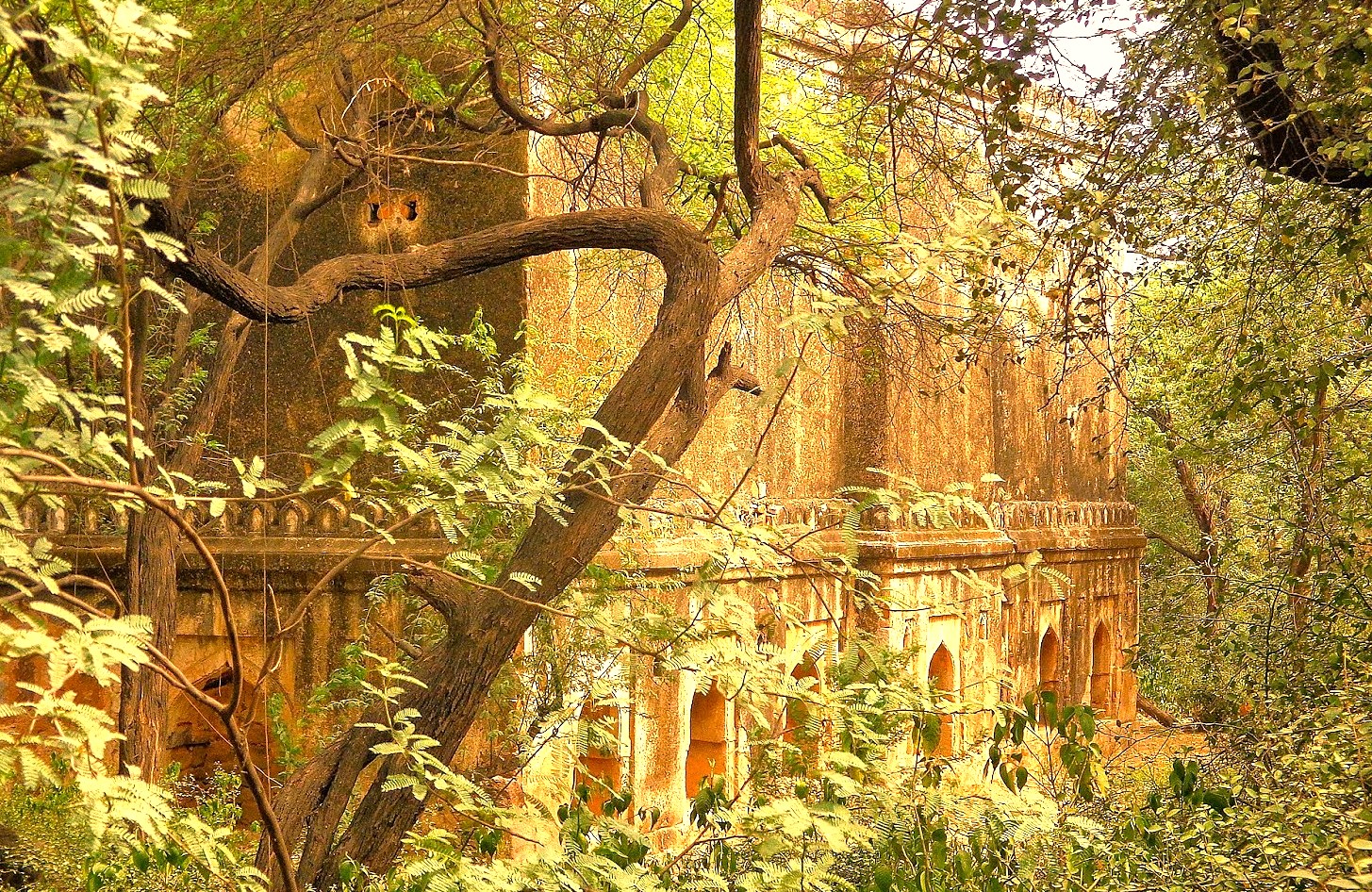 The ancient ruins of Rajaon Ki Baoli in New Delhi, India, are overgrown with trees, a hidden gem near Unseco sites Quttb Minar and the Red Foret in Delhi.