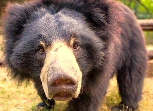 Experience compassion on an India road trip Rajasthan by visiting the SOS wildlife sanctuary, a heartwarming refuge complementing nearby UNESCO sites like the Taj Mahal, Agra Fort, and Keoladeo National Park. Experience compassion on an India road trip Rajasthan by visiting the SOS wildlife sanctuary, a heartwarming refuge complementing nearby UNESCO sites like the Taj Mahal, Agra Fort, and Keoladeo National Park.