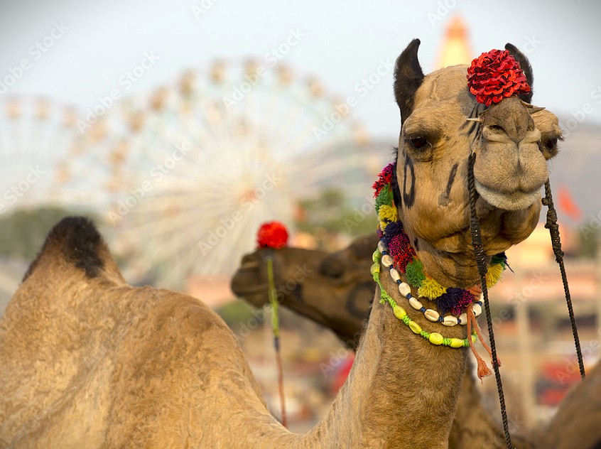 Close-up of a decorated camel at the vibrant Bikaner Camel Festival in Rajasthan, India, a cultural highlight situated near the sacred Kalimata Temple and UNESCO heritage sites. Close-up of a decorated camel at the vibrant Bikaner Camel Festival in Rajasthan, India, a cultural highlight situated near the sacred Kalimata Temple and UNESCO heritage sites.