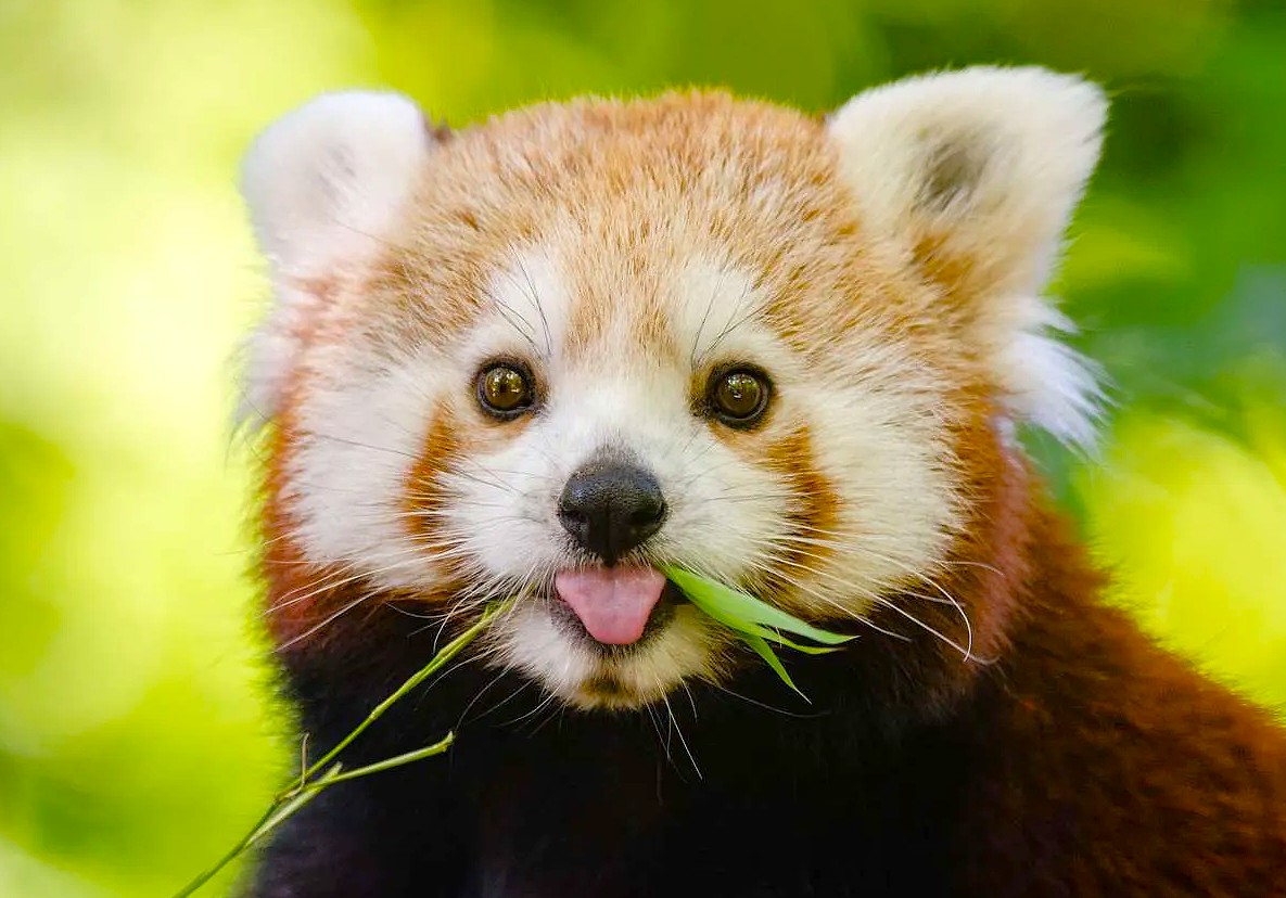 Red panda Darjeeling