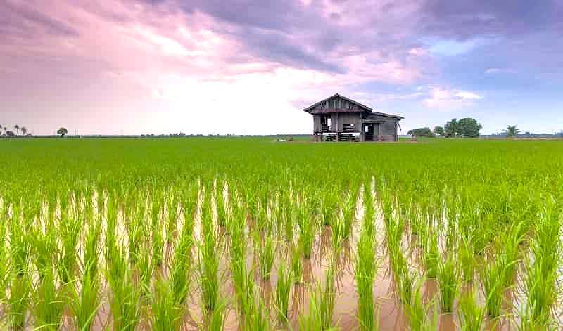 Discover the vibrant green Anegundi rice fields in Karnataka, India, a serene landscape near the Hampi UNESCO site, which features the historic Queen's Baths, the magnificent Vittala Temple, and the impressive Elephant Stables, showcasing the stunning rural beauty surrounding Hampi's ancient architectural wonders. Discover the vibrant green Anegundi rice fields in Karnataka, India, a serene landscape near the Hampi UNESCO site, which features the historic Queen's Baths, the magnificent Vittala Temple, and the impressive Elephant Stables, showcasing the stunning rural beauty surrounding Hampi's ancient architectural wonders.