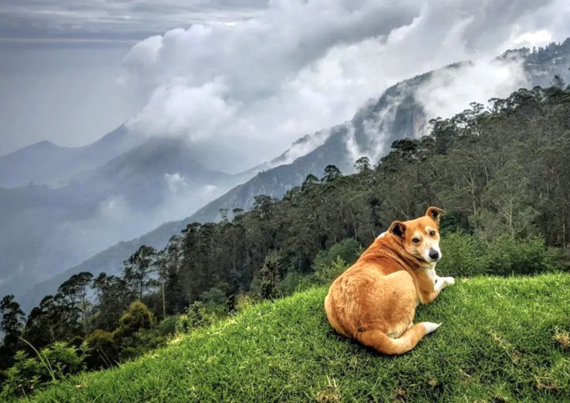 Road trip from coimbatore to kodaikanal, Tamil Nadu, India, showcases a friendly dog lounging on green meadow with misty mountain peaks and winding forest roads Road trip from coimbatore to kodaikanal, Tamil Nadu, India, showcases a friendly dog lounging on green meadow with misty mountain peaks and winding forest roads