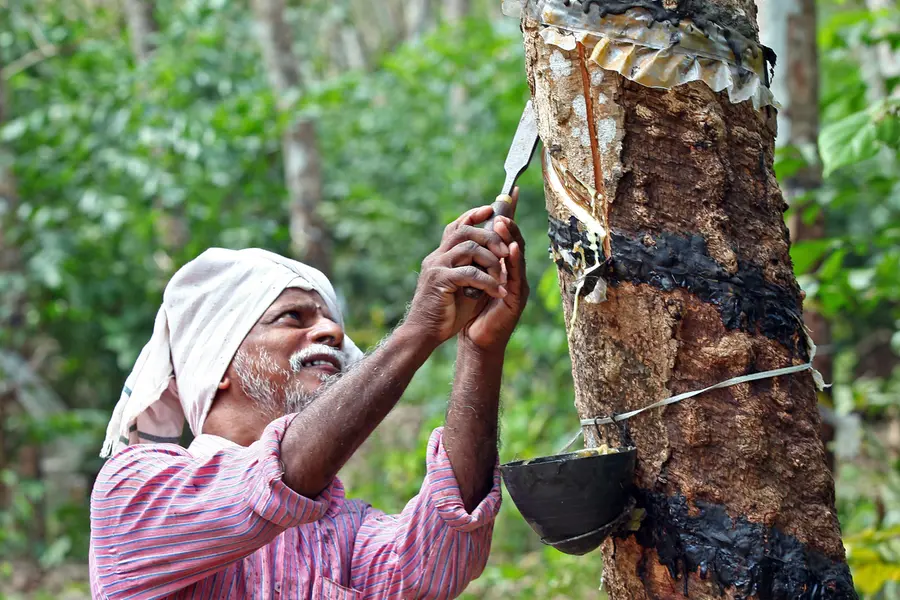 Rubber collecting India