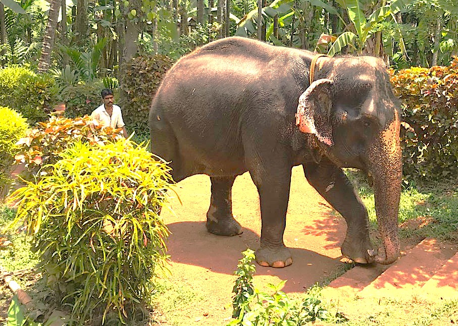 An elephant walk on a path at the Sahyadri Spice Farm in Goa, India, an attraction near Karnataka and the Old Goa St. Francis Church UNESCO churches. An elephant walk on a path at the Sahyadri Spice Farm in Goa, India, an attraction near Karnataka and the Old Goa St. Francis Church UNESCO churches.