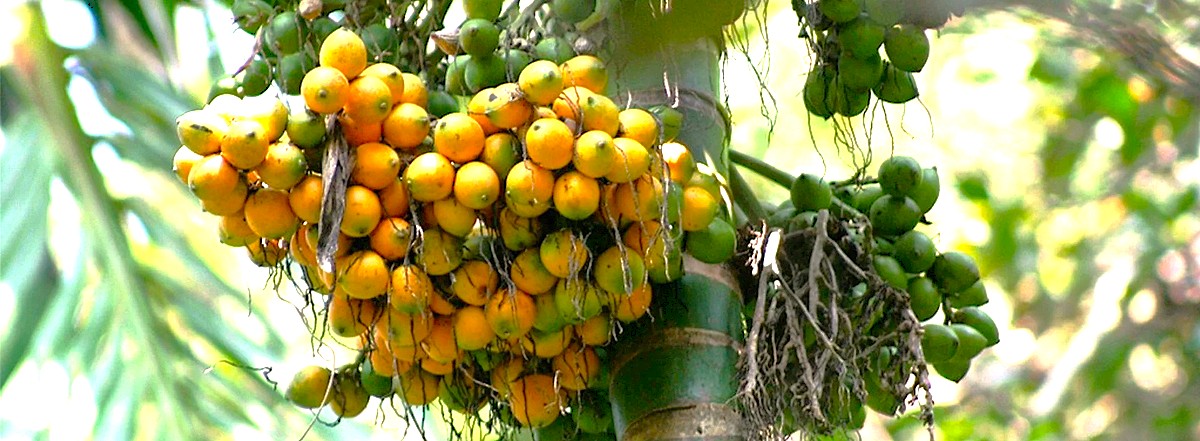 Clusters of ripe areca nuts grow at the Sahyadri Spice Farm in Goa, India, an attraction near Karnataka and the Old Goa St. Francis Church UNESCO churches. Clusters of ripe areca nuts grow at the Sahyadri Spice Farm in Goa, India, an attraction near Karnataka and the Old Goa St. Francis Church UNESCO churches.