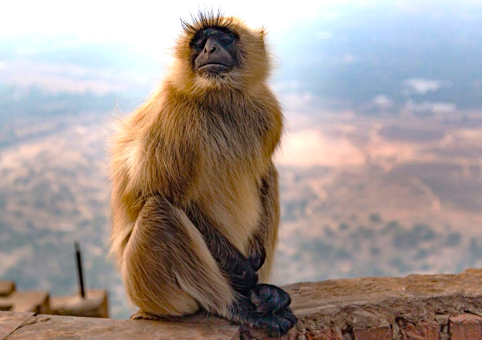 Langur monkey perched on a rocky ledge at Savitri Temple Ropeway viewpoint overlooking desert valleys near Pushkar, Ajmer, Rajasthan, India, between Jaipur and Agra en route to the Taj Mahal.