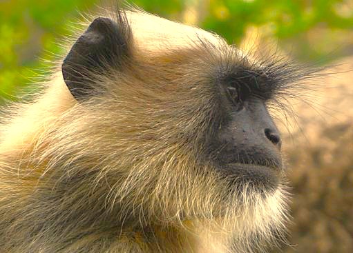 Curious black-faced Hanuman langur resting near Shahganj Dargah in Aurangabad, Maharashtra, India, framed by intricate Islamic arches, with UNESCO Ellora and Ajanta Caves heritage monuments nearby enhancing cultural wildlife appeal.