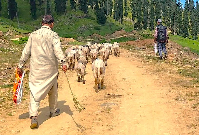Local sheep herders guide their flock along a mountain path near Sinthan Top in the Himalayas, reflecting traditional life in Kashmir-India, far from Srinagar, the UNESCO City of Arts.