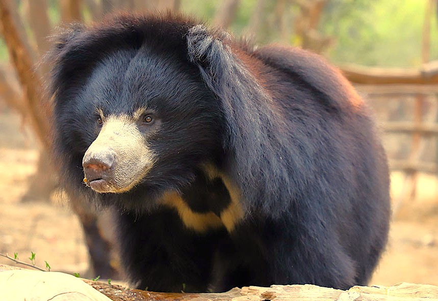 A rescued sloth bear's healthy relationship with its sanctuary at the SOS Wildlife Conservation Center in Agra, India, offers a unique wildlife experience for tourists visiting the Taj Mahal, Agra Fort, Fatehpur Sikri Fort, and nearby Keoladeo National Park. A rescued sloth bear's healthy relationship with its sanctuary at the SOS Wildlife Conservation Center in Agra, India, offers a unique wildlife experience for tourists visiting the Taj Mahal, Agra Fort, Fatehpur Sikri Fort, and nearby Keoladeo National Park.