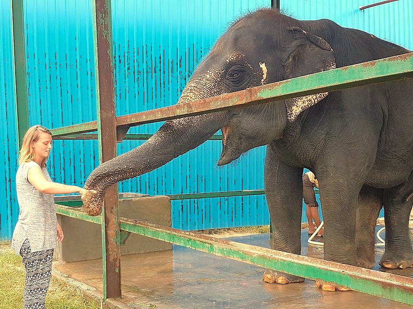 A tourist forges a gentle relationship with a rescued elephant at the SOS Wildlife Conservation Center in Agra, India, a unique experience for travelers visiting the Taj Mahal, Agra Fort, the Unesco site Fatehpur Sikri Fort, and nearby Keoladeo National Park. A tourist forges a gentle relationship with a rescued elephant at the SOS Wildlife Conservation Center in Agra, India, a unique experience for travelers visiting the Taj Mahal, Agra Fort, the Unesco site Fatehpur Sikri Fort, and nearby Keoladeo National Park.