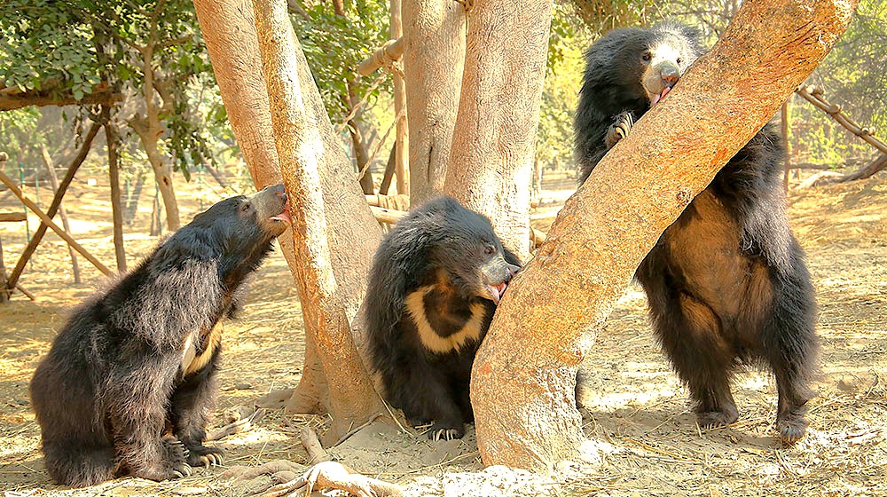 The healing relationship of rescued bears at the SOS Wildlife Conservation Center offers a unique experience for tourists in Agra, India, visiting the Taj Mahal, Agra Fort, the Unesco site Fatehpur Sikri Fort, and nearby Keoladeo National Park. The healing relationship of rescued bears at the SOS Wildlife Conservation Center offers a unique experience for tourists in Agra, India, visiting the Taj Mahal, Agra Fort, the Unesco site Fatehpur Sikri Fort, and nearby Keoladeo National Park.