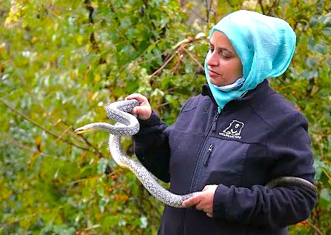 A handler's careful relationship with a rescued snake at the SOS Wildlife Conservation Center in Agra, India, is a unique educational experience for tourists visiting the Taj Mahal, Agra Fort, the Unesco site Fatehpur Sikri Fort, and Keoladeo National Park. A handler's careful relationship with a rescued snake at the SOS Wildlife Conservation Center in Agra, India, is a unique educational experience for tourists visiting the Taj Mahal, Agra Fort, the Unesco site Fatehpur Sikri Fort, and Keoladeo National Park.