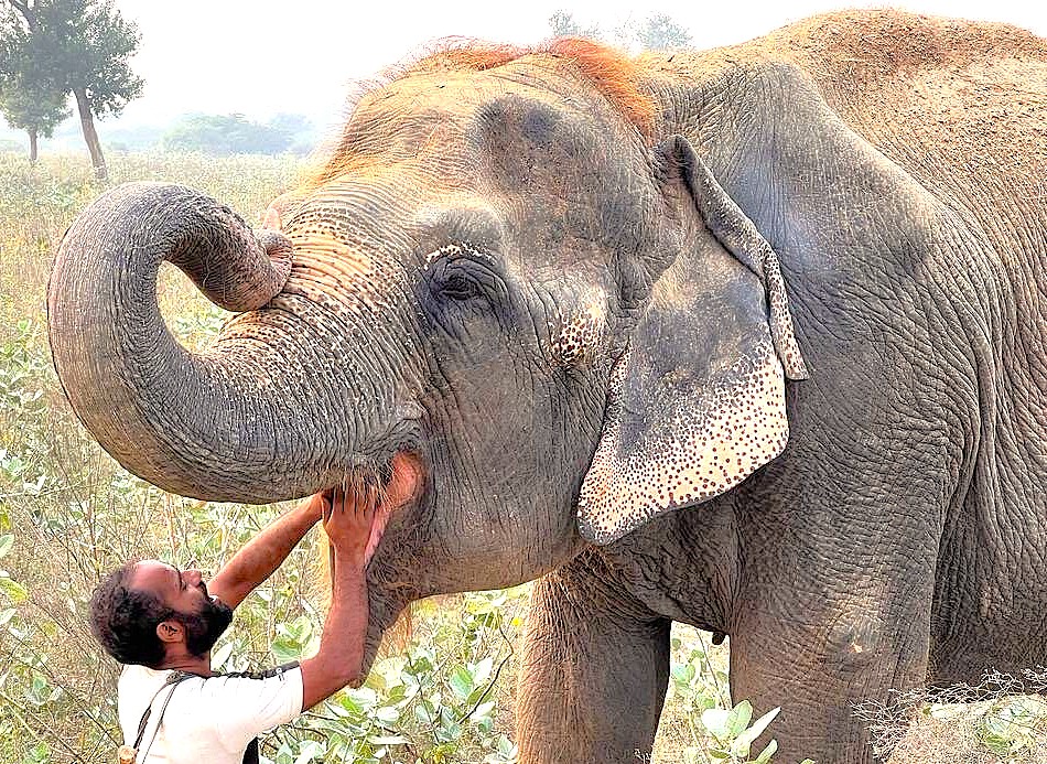 The trusting relationship between a vet and a rescued elephant at the SOS Wildlife Conservation Center in Agra, India, is a moving sight for tourists visiting the Taj Mahal, Agra Fort, the Unesco site Fatehpur Sikri Fort, and Keoladeo National Park. The trusting relationship between a vet and a rescued elephant at the SOS Wildlife Conservation Center in Agra, India, is a moving sight for tourists visiting the Taj Mahal, Agra Fort, the Unesco site Fatehpur Sikri Fort, and Keoladeo National Park.