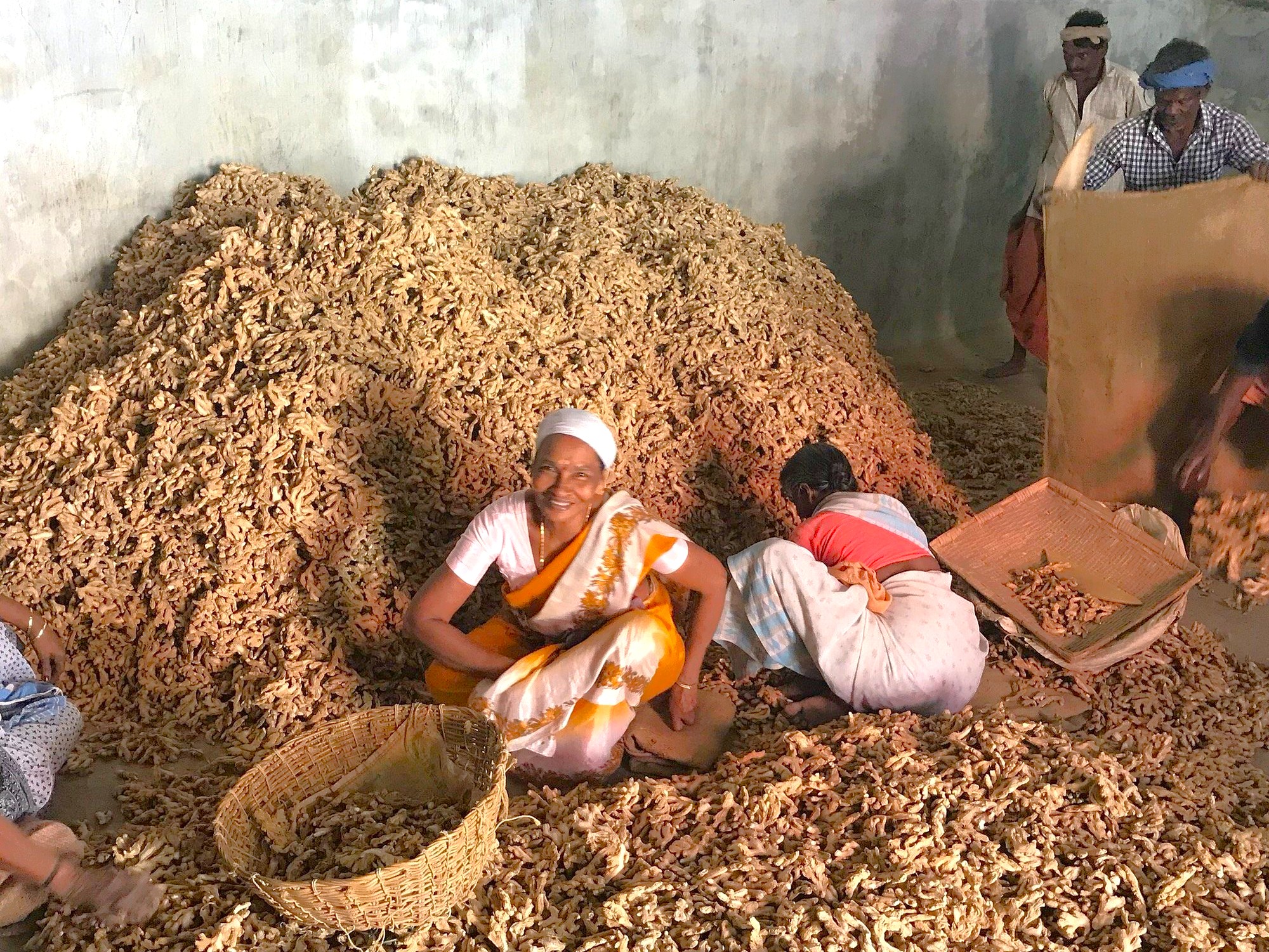 Local workers sorting fresh ginger and spices against woven baskets in Kochi’s bustling Spice Market of Kerala, South India, highlighting traditional trade, vibrant aroma, lively community, and daily cultural interactions. Local workers sorting fresh ginger and spices against woven baskets in Kochi’s bustling Spice Market of Kerala, South India, highlighting traditional trade, vibrant aroma, lively community, and daily cultural interactions.