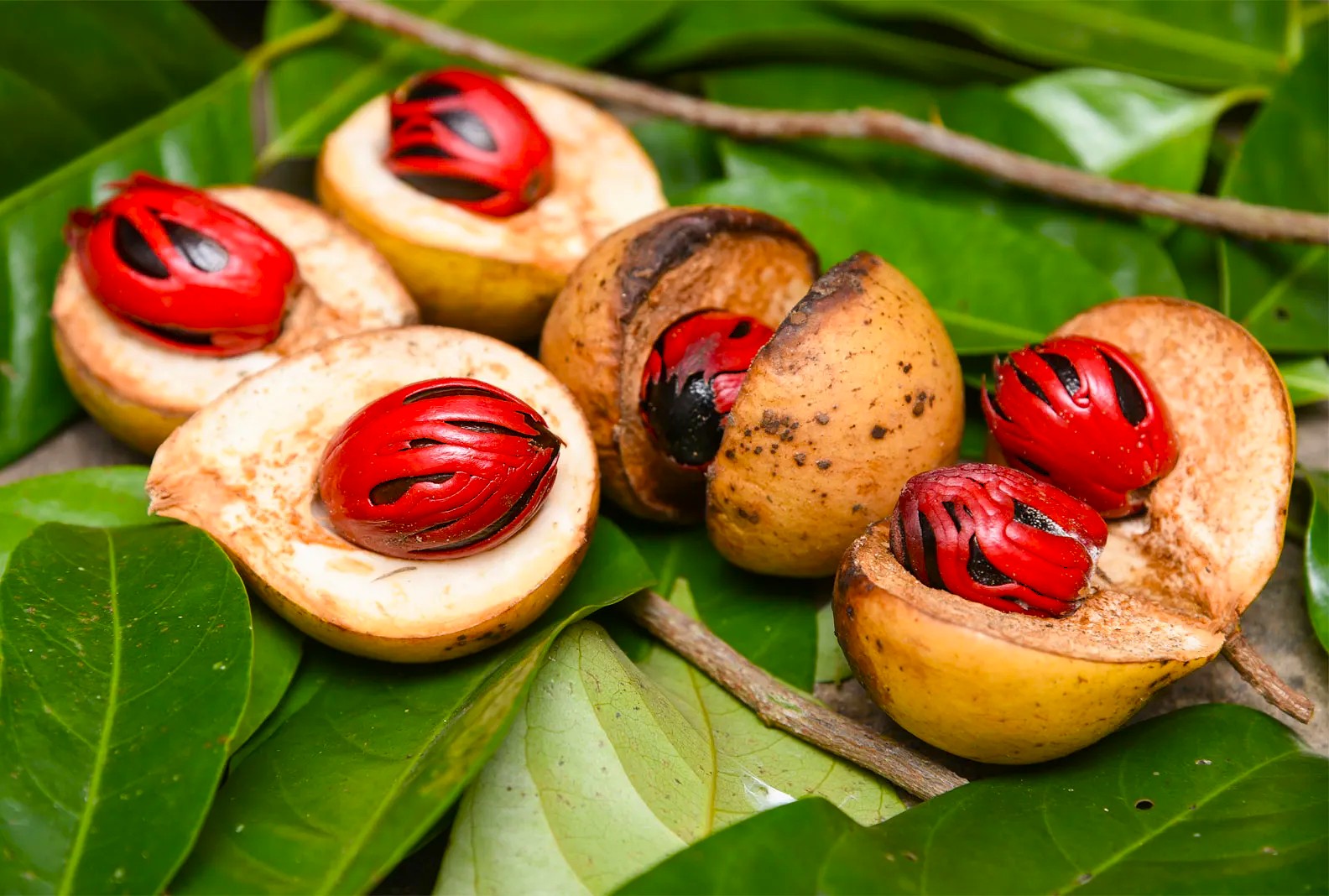 Discover Ayurvedic nutmeg and mace harvesting in Munnar, Kerala, Southern India, where aromatic spice traditions blend ancient healing practices with sustainable cultivation among misty plantations. Discover Ayurvedic nutmeg and mace harvesting in Munnar, Kerala, Southern India, where aromatic spice traditions blend ancient healing practices with sustainable cultivation among misty plantations.