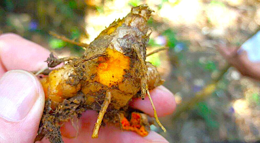 Discover Ayurvedic spice harvesting in Munnar, Kerala, Southern India, where vibrant turmeric and ginger roots enrich traditional healing with authentic flavors and sustainable plantation traditions. Discover Ayurvedic spice harvesting in Munnar, Kerala, Southern India, where vibrant turmeric and ginger roots enrich traditional healing with authentic flavors and sustainable plantation traditions.