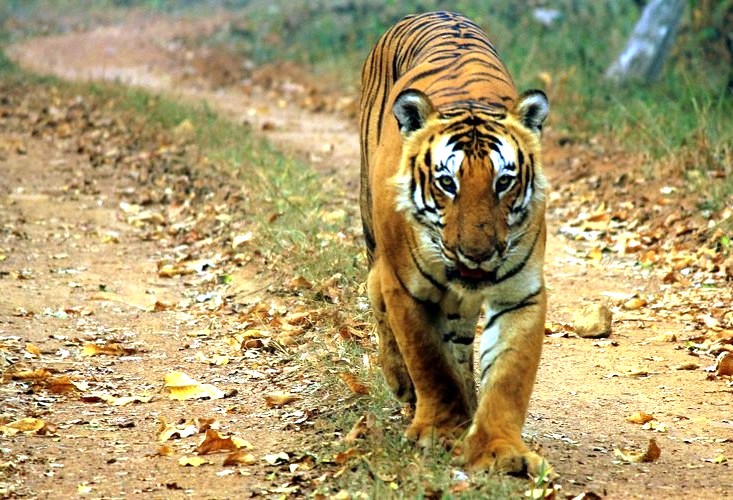 See a majestic Bengal tiger on safari in Karnataka, India, a popular trip from Bangalore (Bangalaru) and near Mysore Palace; visit the UNESCO Taj Mahal Agra while in India. See a majestic Bengal tiger on safari in Karnataka, India, a popular trip from Bangalore (Bangalaru) and near Mysore Palace; visit the UNESCO Taj Mahal Agra while in India.