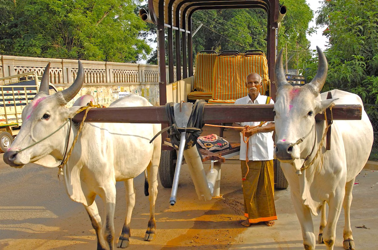 Traditional bullock cart ride through lush southern india countryside showcases rural life in Tamil Nadu, southern india, highlighting cultural heritage, local transportation and agrarian traditions. Traditional bullock cart ride through lush southern india countryside showcases rural life in Tamil Nadu, southern india, highlighting cultural heritage, local transportation and agrarian traditions.