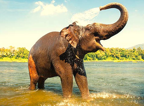 A majestic Asian elephant playfully sprays itself with water while bathing in a river in Tamil Nadu, India, a region known for its stunning natural beauty and wildlife sanctuaries near popular destinations like the hill station of Kodaikanal and the city of Coimbatore. A majestic Asian elephant playfully sprays itself with water while bathing in a river in Tamil Nadu, India, a region known for its stunning natural beauty and wildlife sanctuaries near popular destinations like the hill station of Kodaikanal and the city of Coimbatore.