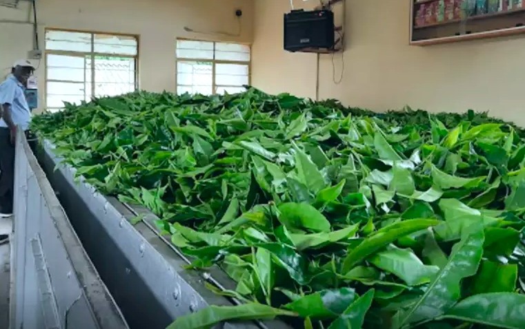 Tea Museum Munnar