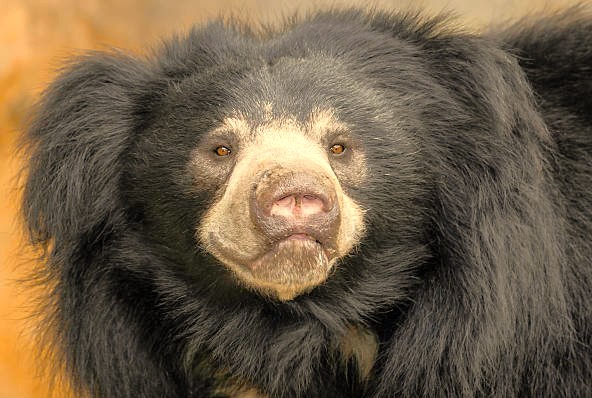 "Witness compassion at the SOS Bear sanctuary in Agra India, a heartwarming wildlife experience located near the historic UNESCO Taj Mahal, Agra Fort, and the nature of Keoladeo National Park." "Witness compassion at the SOS Bear sanctuary in Agra India, a heartwarming wildlife experience located near the historic UNESCO Taj Mahal, Agra Fort, and the nature of Keoladeo National Park."