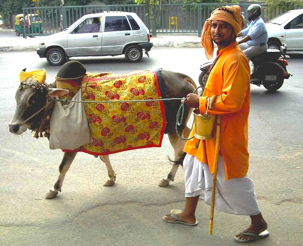 In Delhi’s vibrant Tibetan Market in India, a traditionally dressed pilgrim leads a colorfully adorned cow through bustling streets, showcasing cultural heritage, festival spirit, and artisanal marketplace charm under skyline.  In Delhi’s vibrant Tibetan Market in India, a traditionally dressed pilgrim leads a colorfully adorned cow through bustling streets, showcasing cultural heritage, festival spirit, and artisanal marketplace charm under skyline.