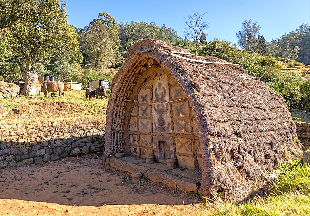 “Traditional thatched Bagaga tribe hut in Todi Village near Ooty, Tamil Nadu, Southern India, showcasing indigenous architecture, pastoral landscape with grazing cattle, natural materials heritage.”  “Traditional thatched Bagaga tribe hut in Todi Village near Ooty, Tamil Nadu, Southern India, showcasing indigenous architecture, pastoral landscape with grazing cattle, natural materials heritage.”