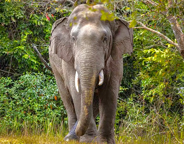 An ancient wild elephant wanders gracefully among the marble Ahar Cenotaphs in Udaipur, Rajasthan, India, offering visitors unique wildlife encounters beside historic royal memorials, cultural photography spots, guided heritage tours.