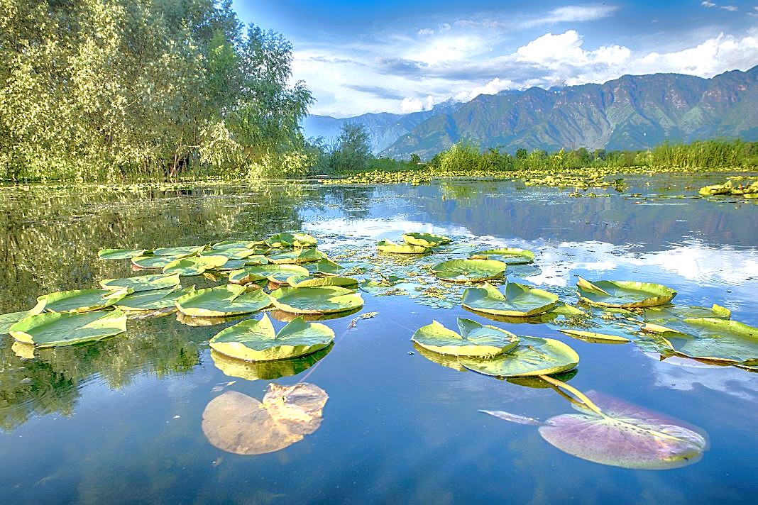 Lotus leaves float on the serene water near Anantnag, reflecting the Himalayas and the natural beauty surrounding Vishveshwara Temple and sites like Shankaracharya Hill in Srinagar, Kashmir-India, the UNESCO City of Arts. Lotus leaves float on the serene water near Anantnag, reflecting the Himalayas and the natural beauty surrounding Vishveshwara Temple and sites like Shankaracharya Hill in Srinagar, Kashmir-India, the UNESCO City of Arts.