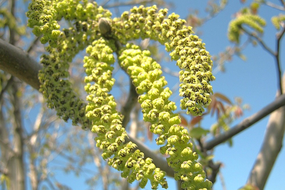 Walnut tree flowers in Jammu and Kashmir, the source of walnut wood art at Chakau Atrs Emporiem in Srinagar, near saffron fields, Aru Valley, and Betaab Valley.