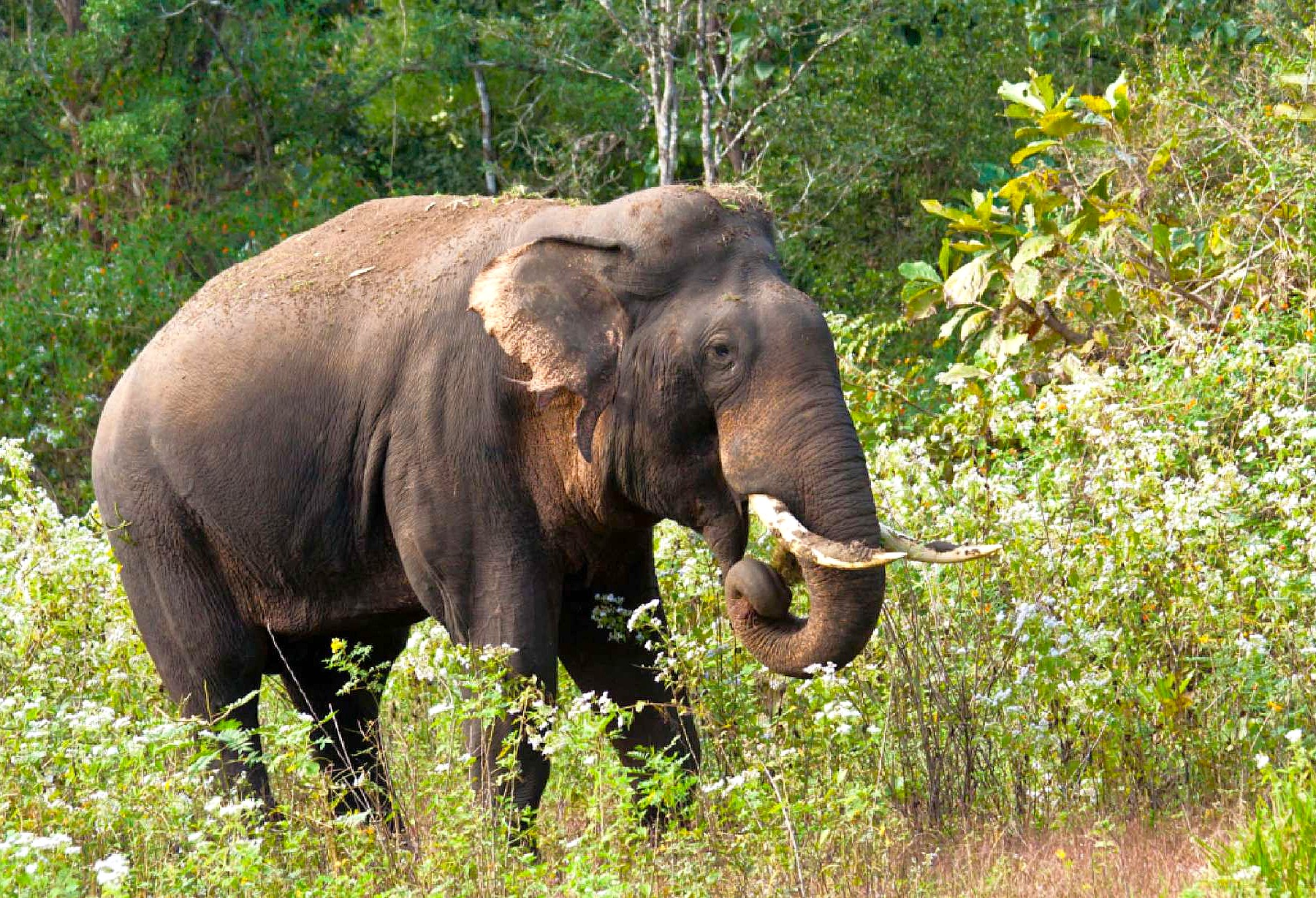 Majestic wild elephant grazing in dense tropical forest of the Western Ghats, southern India, highlighting iconic biodiversity, lush green habitat, conservation importance, serene wildlife experience.