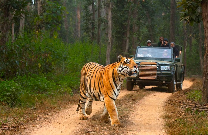 Safaris India